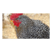 Inquisitive Cock Art Photo