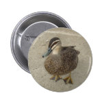 Inquisitive Duck Pins