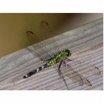 Insect Dragonfly Photo Cutout
