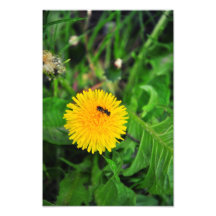 Insect on a dandelion photo print