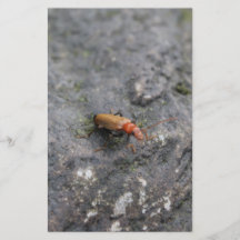 Insect on a rock. personalized flyer