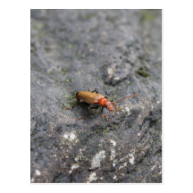 Insect on a rock. postcard