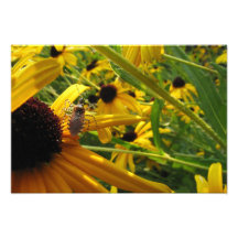 Insect on Brown-Eyed Susans Photographic Print