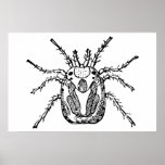 Insect Poster