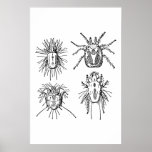 Insect Posters
