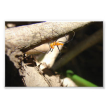insect, Print Photographic Print