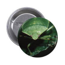 insecte badges