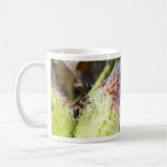 Insecte de Milkweed et bébés - Oncopeltus Fasciatu Tasse À Café