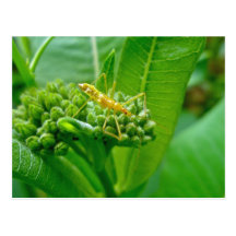 Insecte de Reduviid sur la carte postale de Milkwe