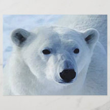 Insecte d'ours blanc prospectus