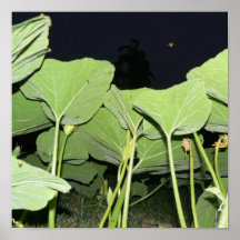 INSECTES ET FEUILLE DE CITROUILLE LA NUIT AFFICHES