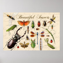 Insects - earth's most diverse organisms posters