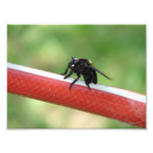 Insects Photo