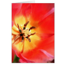 Inside a Tulip Cards