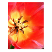 Inside a Tulip Postcard