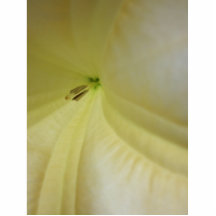 Inside of Flower Photo Cut Out