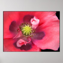 Inside the Poppy