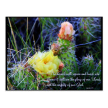 Inspirational PostCard - Cacti in Bloom