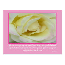 Inspirational White Rose - Postcard