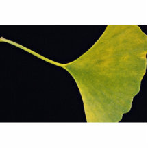 Inspiring Ginkgo leaf Photo Sculpture