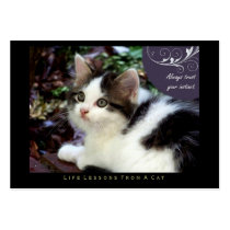 Instinct Life Lessons From a Cat ACEO Art Cards