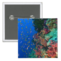 Instruction de Basslets féerique (Pseudanthias Pin's Avec Agrafe