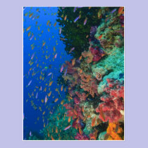 Instruction de Basslets féerique (Pseudanthias cartes postales