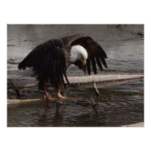 Intense Concentration Photo Art
