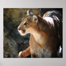 Intense Cougar Poster
