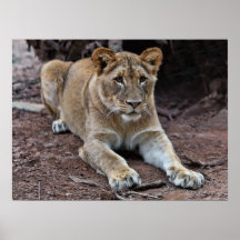 Intense Lion Poster