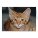 Intense Orange Tabby Kitten card