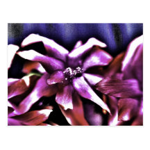 Intense Purple Flower Post Card