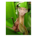 Intent Mantis ~ postcard