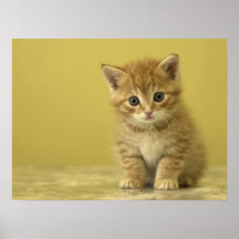 Interested Kitten Posters