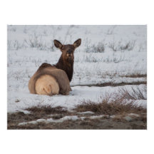 Intérêt d'élans impression photographique