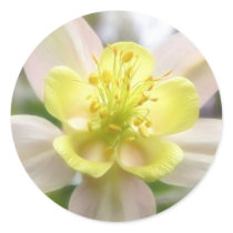 Interior Of A Delicate Columbine