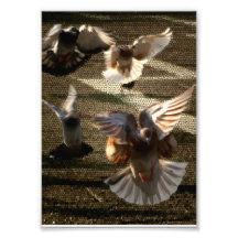 International Pigeon Photograph