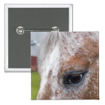Into the souls of horses pin
