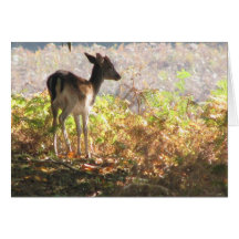 Into The Sunshine Greeting Cards