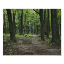 Into the Woods 10x8 Photographic Print