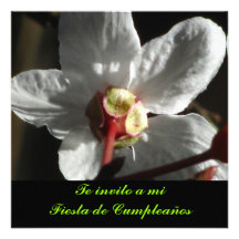Invitación - Te invito a mi Fiesta de Cumpleaños Personalized Announcement
