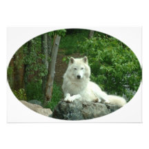 Invitation arctique de loup