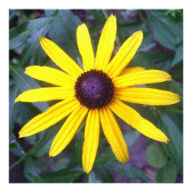 Invitation - Black-Eyed Susan