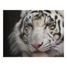 Invitation blanche de tigre