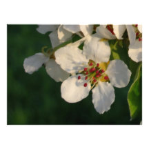 Invitation Card White Pear Blossom