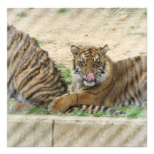 Invitation de CUB de tigre