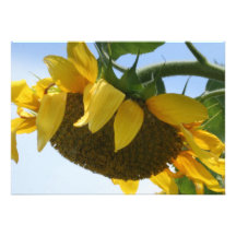 Invitation de tournesol