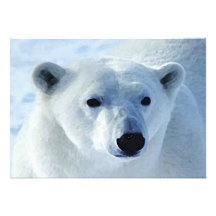 Invitation d'ours blanc