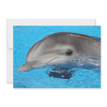 Invitation, pool party, dolphon