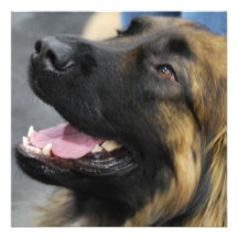 Invitations de chien de Leonberger